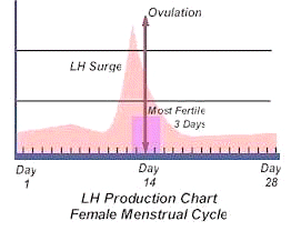 Female Menstrual Cycle