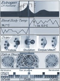 Fertilitygraphic.jpg (19610 bytes)