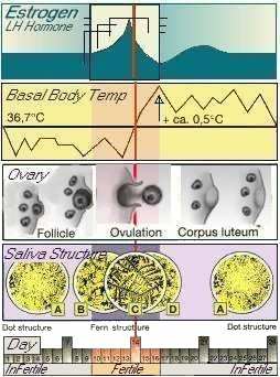 Fertilitygraphic.jpg (19610 bytes)