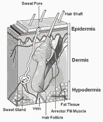 Hair Structure 2 ani