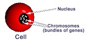 Cell Diagram