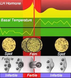 Fertilitygraphic.jpg (19610 bytes)