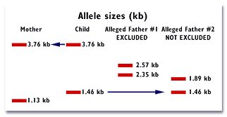 Allele Sizes