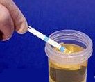 ovulation testing in urine sample